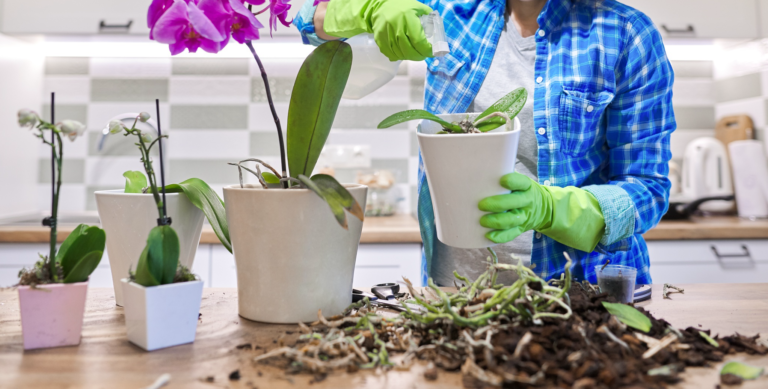 orchid repotting