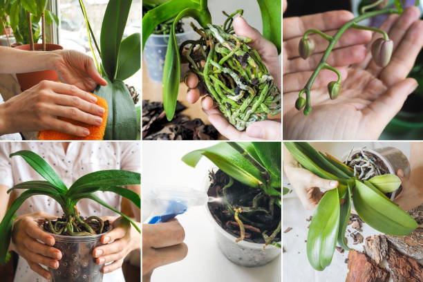 Orchid Transplanting: When and how to repot an orchid