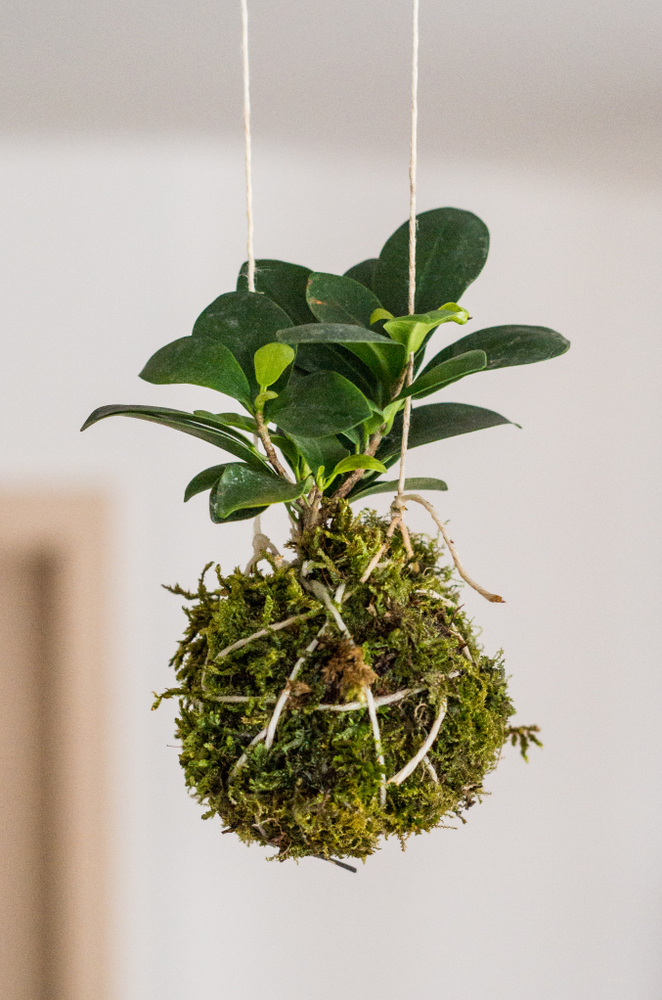 Kokedama orchid planter for repotting