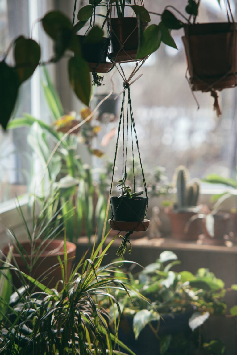 Orchid hanging pots