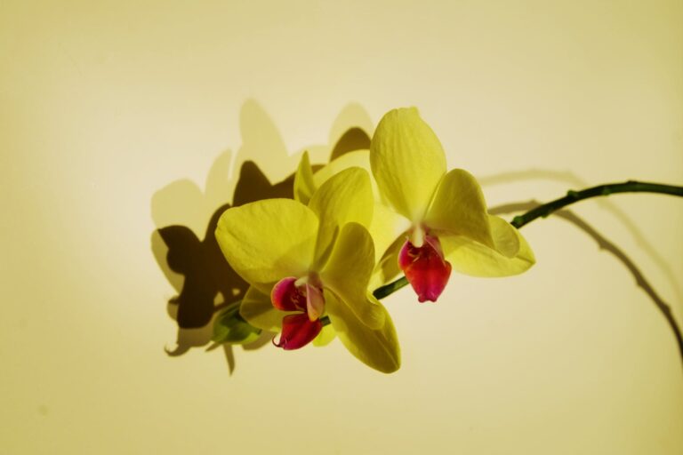 best orchid care guide