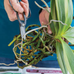 Orchid Transplanting: When and how to repot an orchid